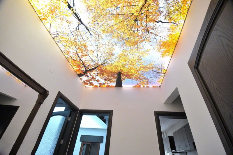 Impressão de fotos da floresta de outono no teto do corredor