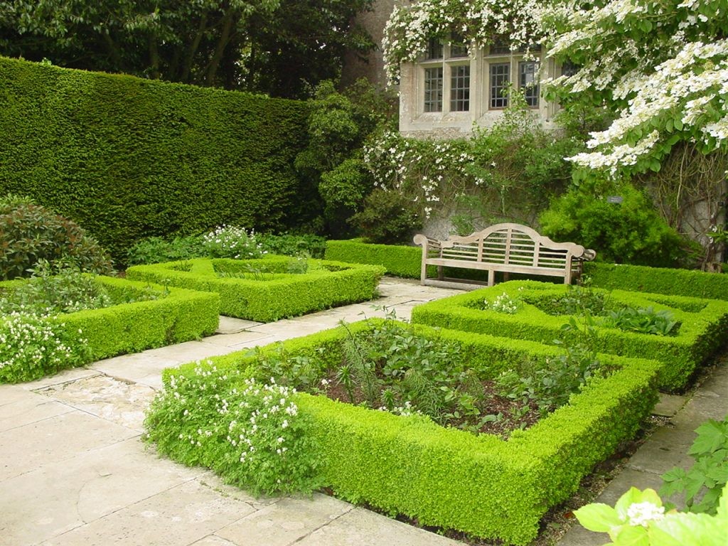 A hedge instead of a fence in a summer cottage