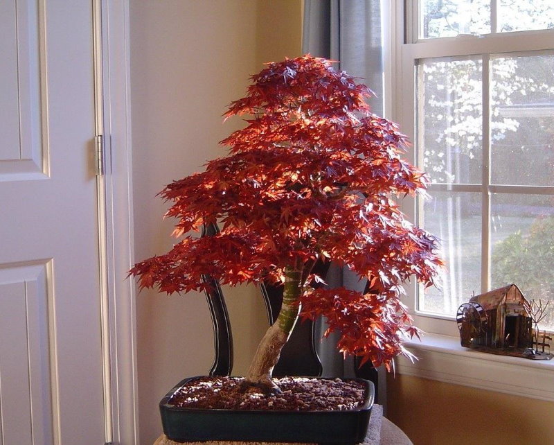 Japoniškas klevas bonsai ant stalo bute
