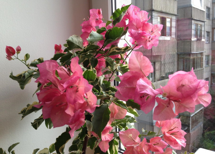 Blooming bougainvillea on the windowsill in the apartment