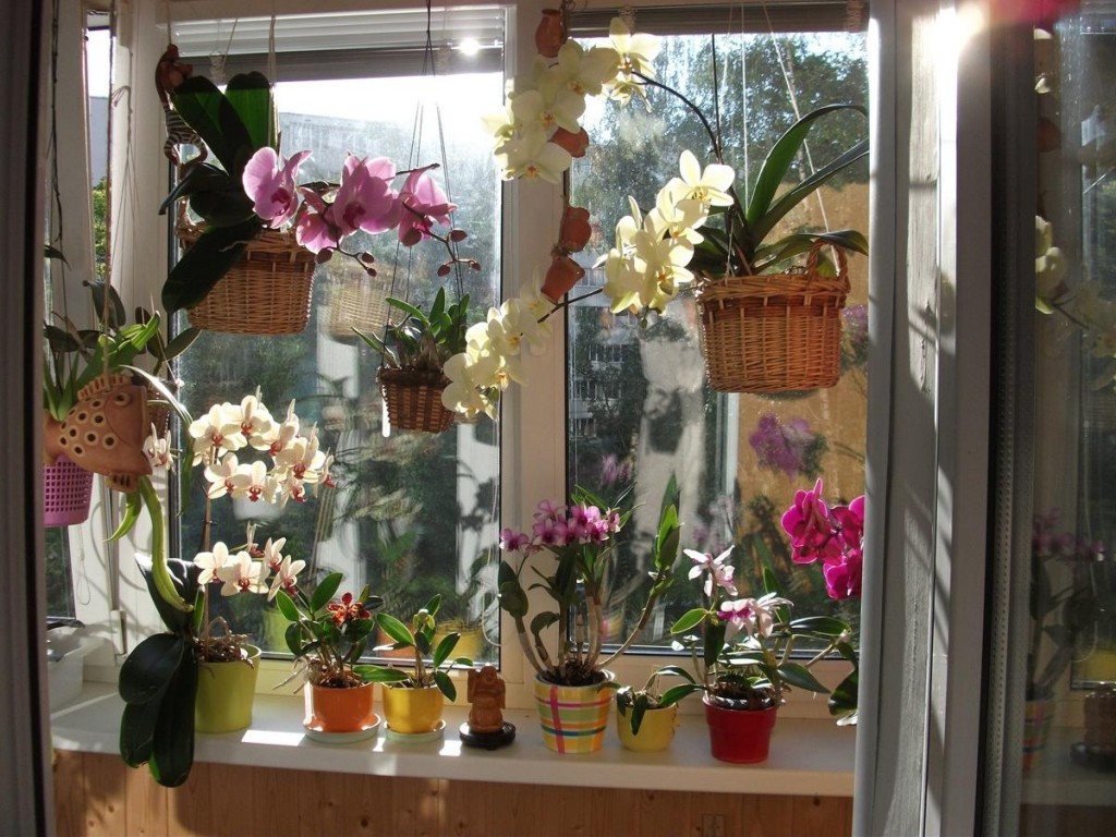 Blommande växter på balkongen med ett plastfönster