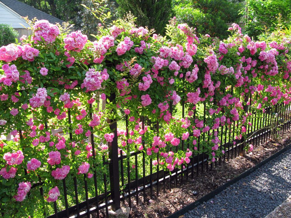 Flori roz pe un gard din metal forjat manual