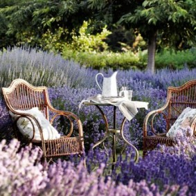 Wicker furniture amid blooming lavender
