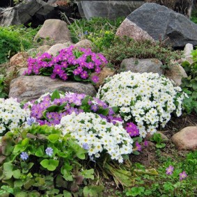 Blommande petunior bland stora stenblock