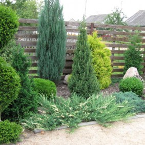 Coniferous plants in front of a wooden fence