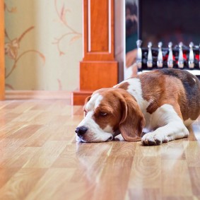 Câine de rasă pură pe un podea lucios