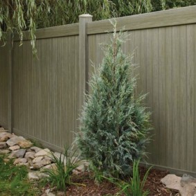 Low cypress in front of a garden plot fence