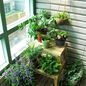 Dzīvokļa balkons ar zaļiem augiem