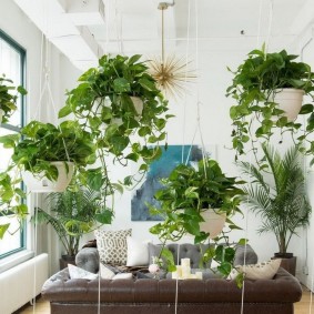 Klättrande växter i hängande krukor