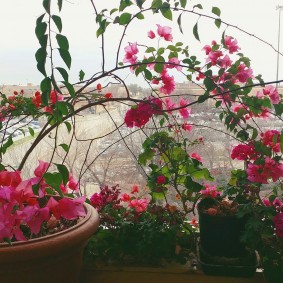 Bông hoa đẹp trên bậu cửa sổ trong căn hộ.