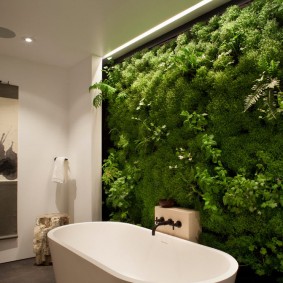 Wall of plants in the bathroom