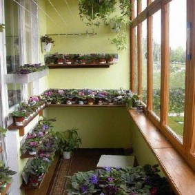 Pots à violettes sur les étagères du balcon