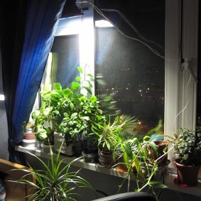 Belysning av blomster i vinduskarmen i leiligheten