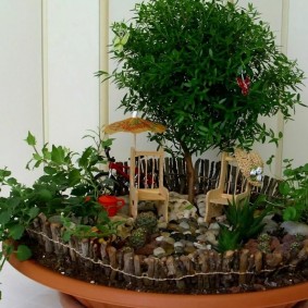 Compozitie bonsai DIY