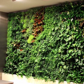 Vihreä seinä vaatimattomia kasveja