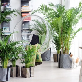 Palm trees in tubs on the floor in an apartment