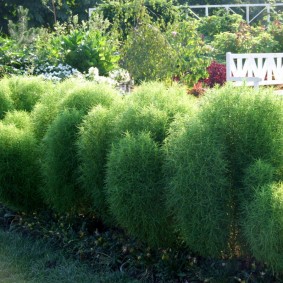 Grønne busker av årlig cochea