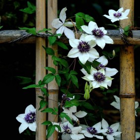 Blooming liana on a bamboo fence