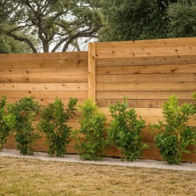Young bushes along a wooden fence