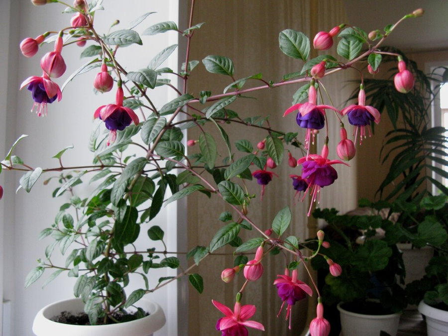 Bir dairede pembe-mor fuşya çiçekler