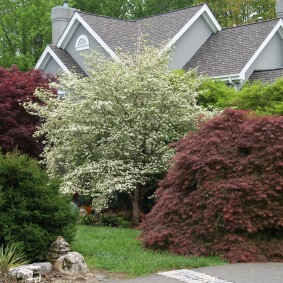 Blooming tree in early summer on a garden plot