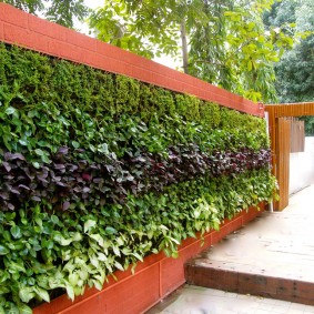Jardinage vertical d'une clôture en bois