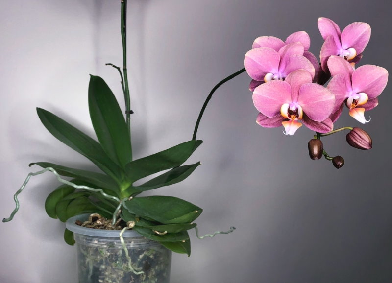 Rozā phalaenopsis orhidejas ziedi plastmasas glāzē
