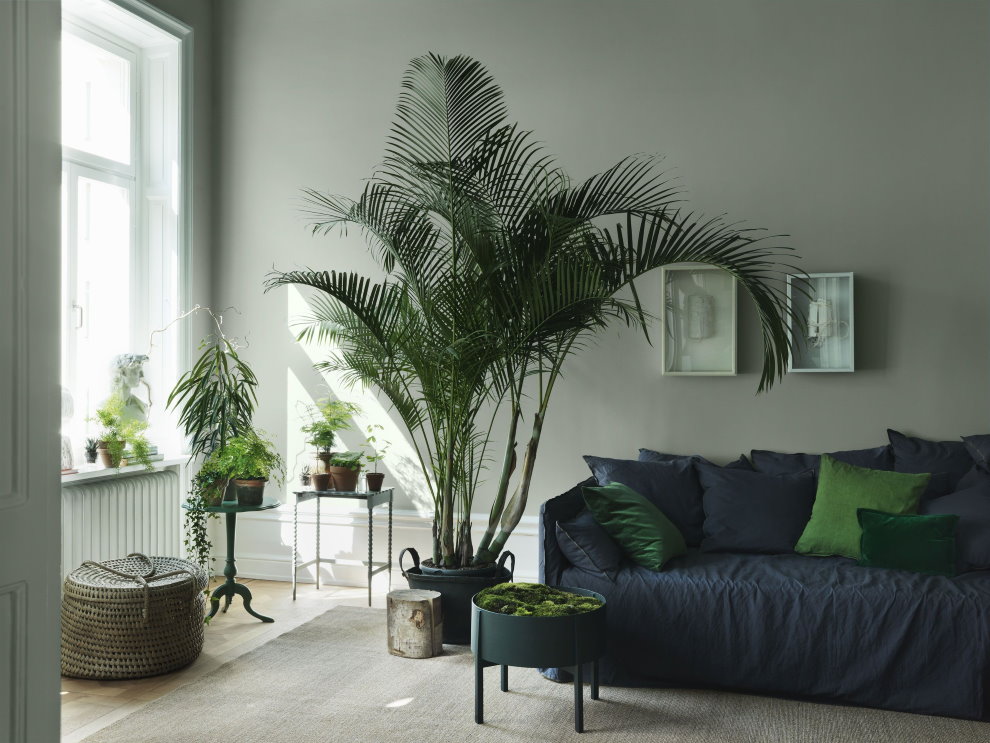 Høyt palmetre i det indre av leiligheten