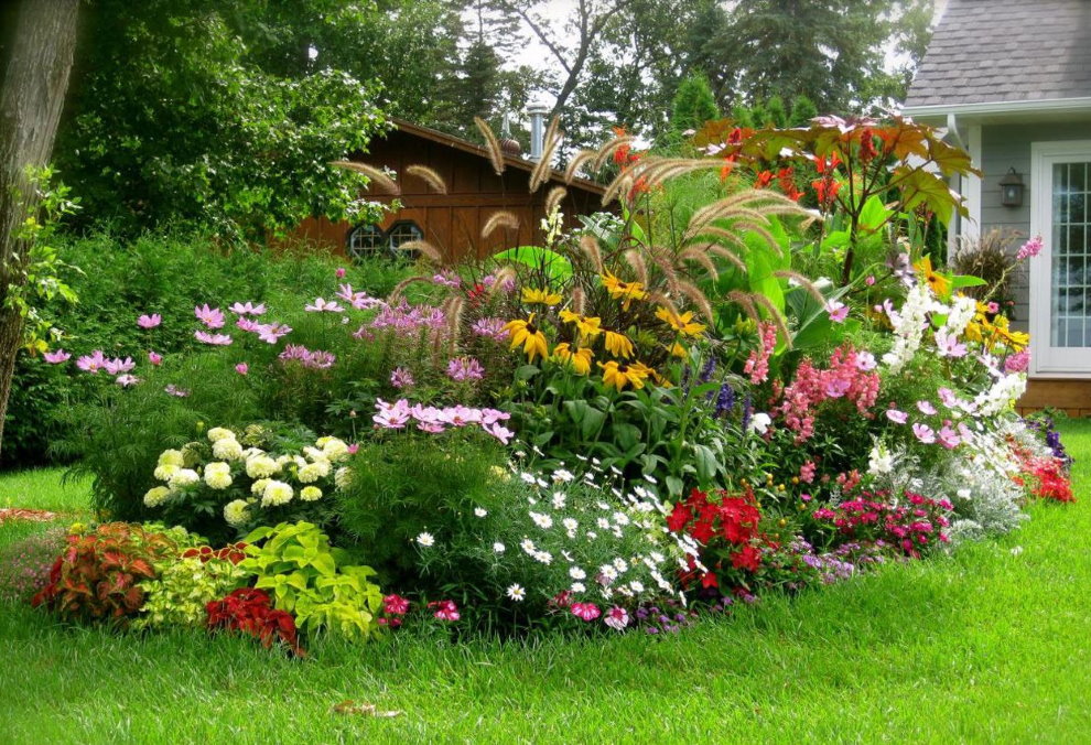צמחים רב שנתיים פורחים בערוגת פרחים של גן נוף