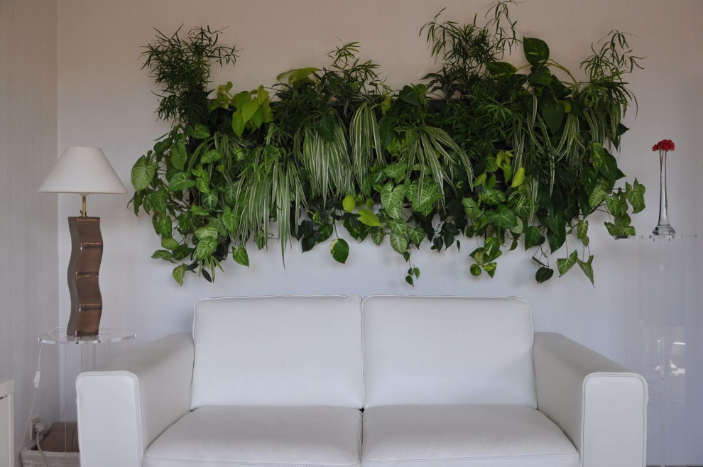 Gyvi augalai gyvenamajame kambaryje virš sofos