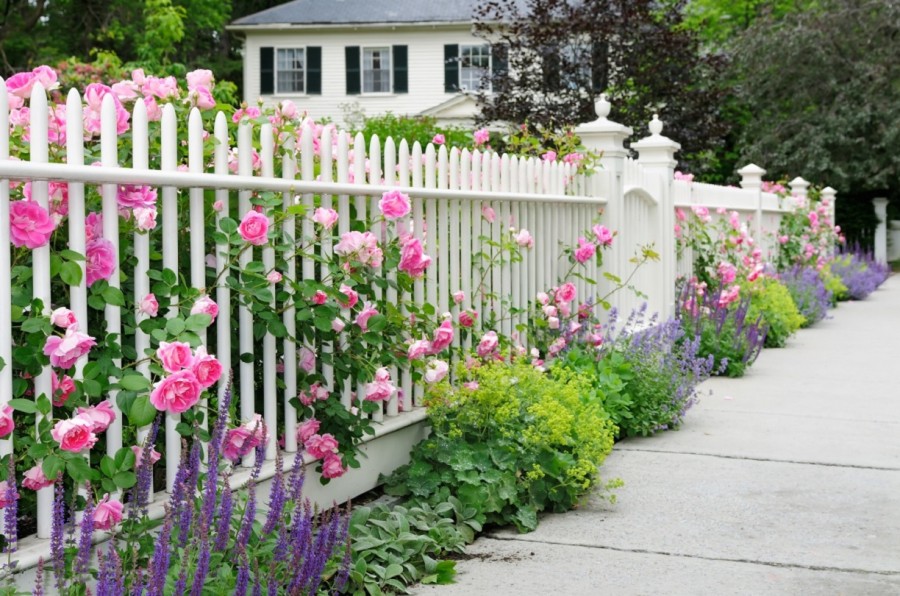 Rose bushes along the white fence in the country