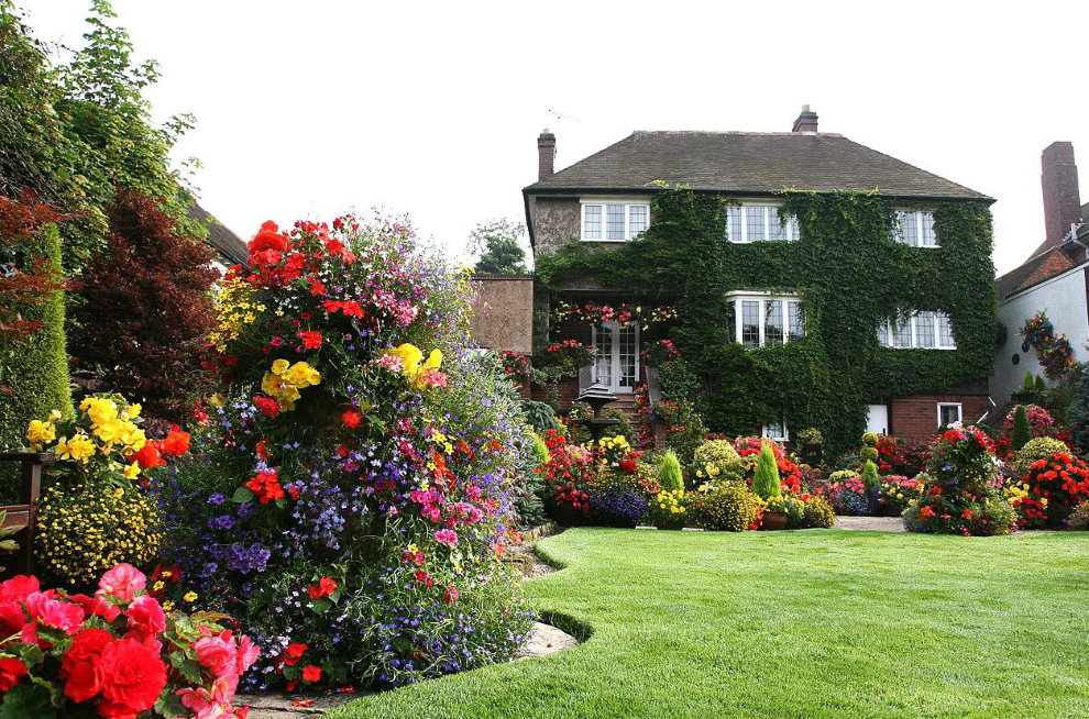 Blommande rosor i en engelsk stilträdgård