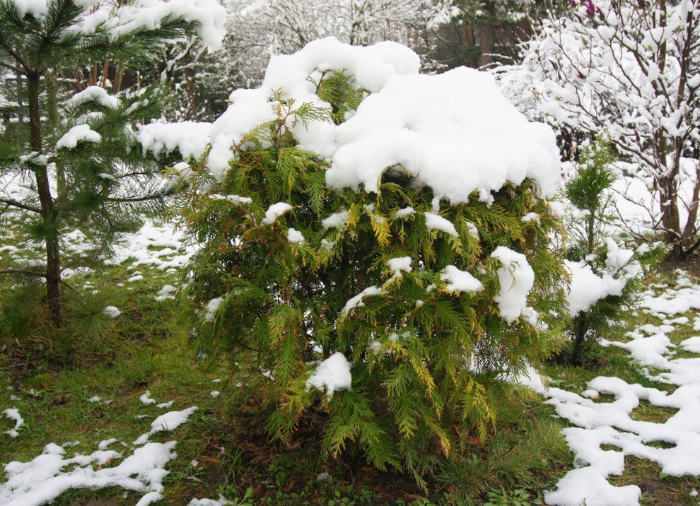 Balts sniegs zaļajā dārza augšpusē thuja