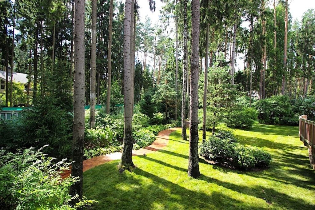 Tall trees on a natural style plot