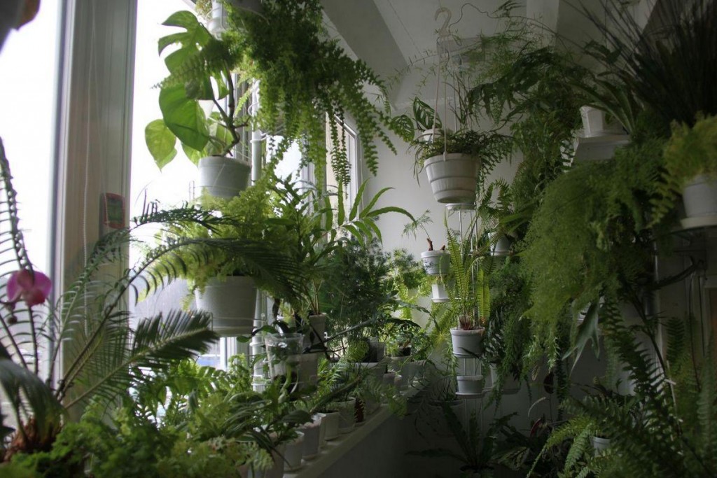 Abundența plantelor verzi din interiorul loggiei