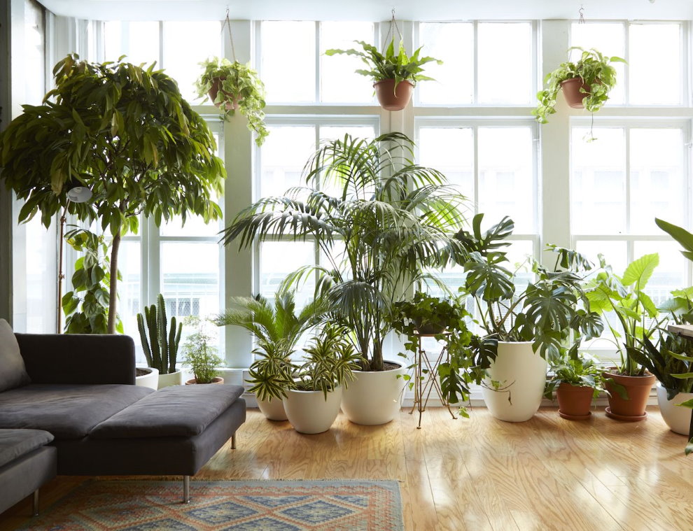 Plantes d'intérieur dans le jardin d'hiver d'un appartement en ville