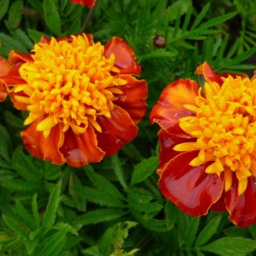 Beautiful anemone-type marigold flowers