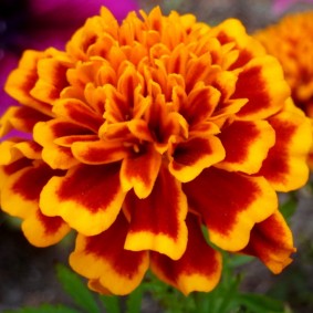 Stor blomst av Clove Marigold-typen