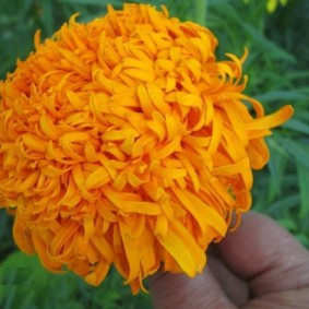Krizantēmas apelsīnu kliņģerīšu zieds