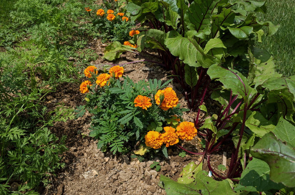 Marigolds on the same bed with carrots and beets