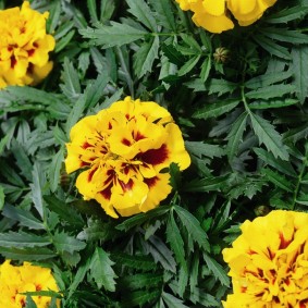 Two-tone color of rejected marigold flowers