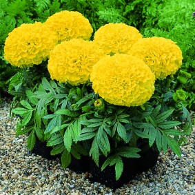 Seedlings of upright marigolds with yellow flowers