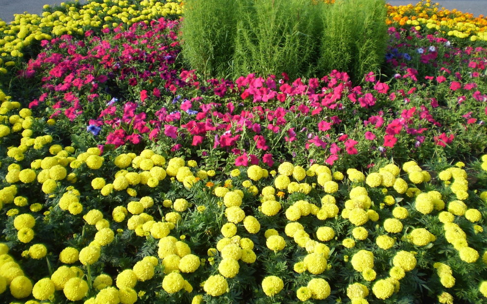 The combination of marigolds with petunia in a flower bed