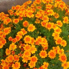 Thin-leaved marigolds about half a meter high