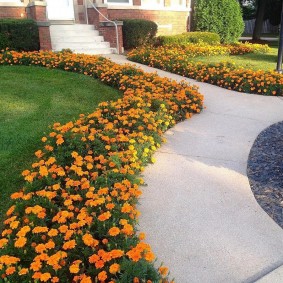 Planting marigolds along the path to the house