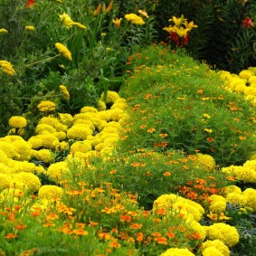Terry yellow marigolds
