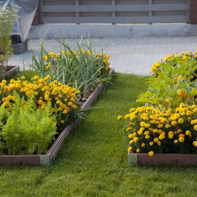Marigolds on a flowerbed with wooden sides
