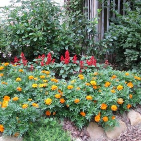 Flowering Marigolds in Early Summer