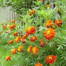 Tall Marigolds on a Country Plot