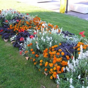 Long flowerbed with different colors on the lawn